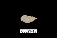 藏品(織紋螺)的圖片